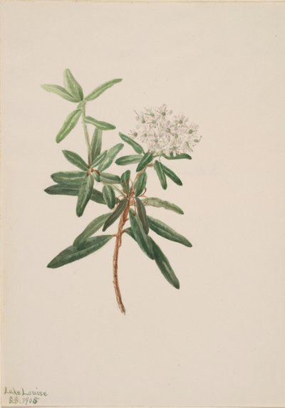 ラブラドール茶 (Ledum groenlandicum) 作： Mary Vaux Walcott