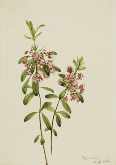 Lambkill Kalmia angustifolia, 1918. 作： Mary Vaux Walcott