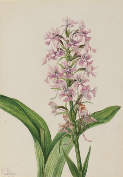 ラージ・パープル・フリンジ・オーキッド (Habenaria grandiflora) 作： Mary Vaux Walcott