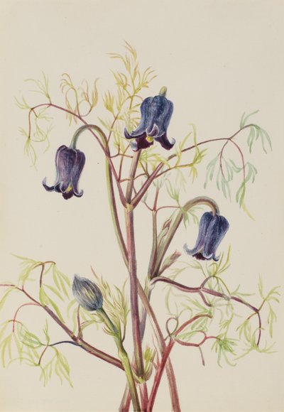 レザーフラワー クレマチス（Clematis hirsutissima） 1930年代頃 作： Mary Vaux Walcott