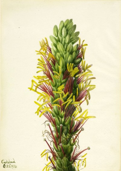 Lechuguilla Agava lechuguilla, 1934. 作： Mary Vaux Walcott
