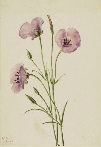 Lilac Mariposa Calochortus splendens, 1926. 作： Mary Vaux Walcott