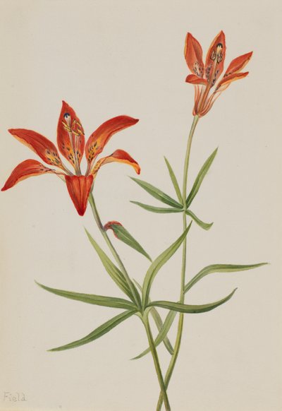 ユリLilium montanum、1900年から1920年頃。 作： Mary Vaux Walcott