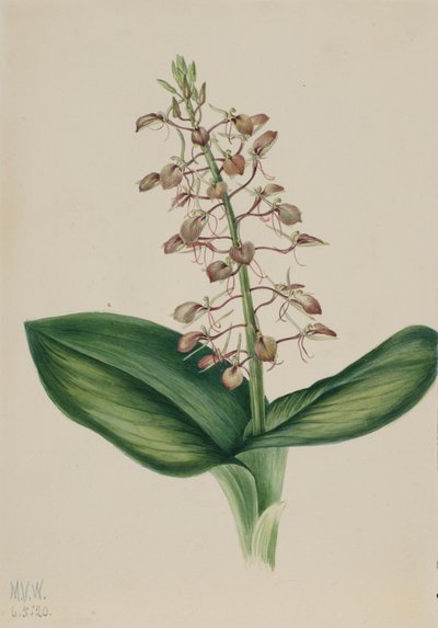 リリー・トゥウェイブレード Liparis liliifolia, 1920. 作： Mary Vaux Walcott