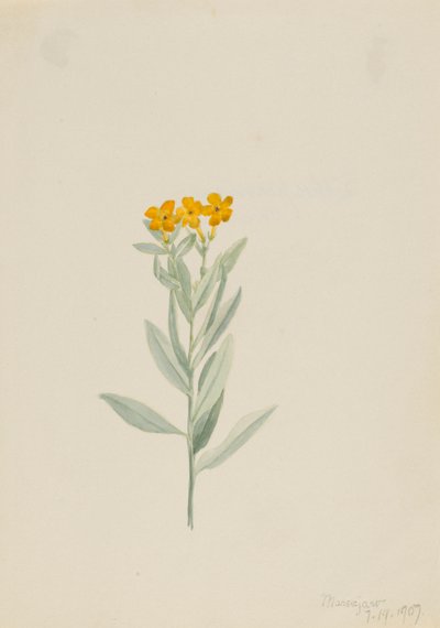 紫根 作： Mary Vaux Walcott