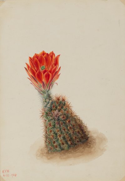 ロイドのストロベリーカクタス Echinocereus lloydii, 1925. 作： Mary Vaux Walcott