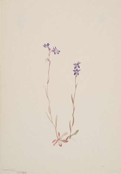 Lobelia Kalmii, 1904. 作： Mary Vaux Walcott
