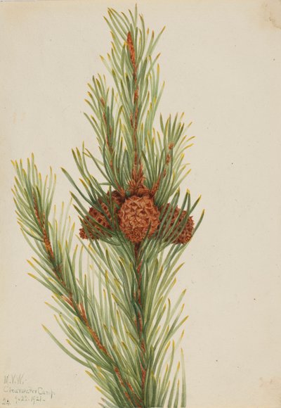 マツ（Pinus Contorta murrayana） 作： Mary Vaux Walcott