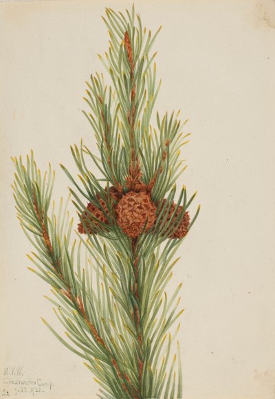 ロッジポール パイン Pinus Contorta murrayana、1921 年。 作： Mary Vaux Walcott
