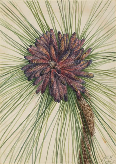 Longleaf Pine Pinus palustris, 1929. 作： Mary Vaux Walcott