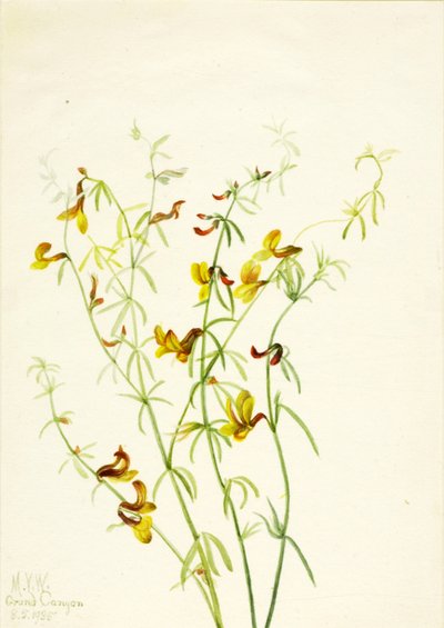 Lotus puberulus、1935 年。 作： Mary Vaux Walcott