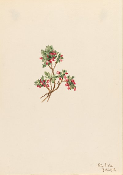 Low Whortleberry Vaccinium caespitosum, 1918. 作： Mary Vaux Walcott