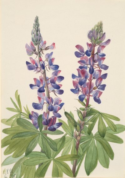 ルパン Lupinus fornosus、1935 年。 作： Mary Vaux Walcott