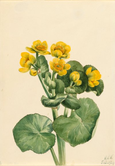 Marsh Marigold Caltha palustris, 1924. 作： Mary Vaux Walcott