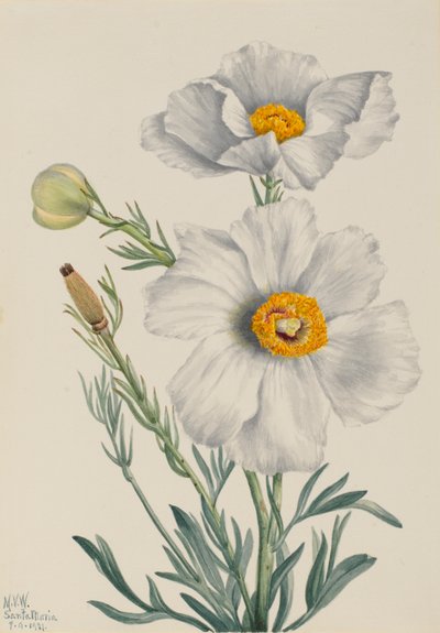 Matilija Poppy Romneya coulteri, 1931. 作： Mary Vaux Walcott
