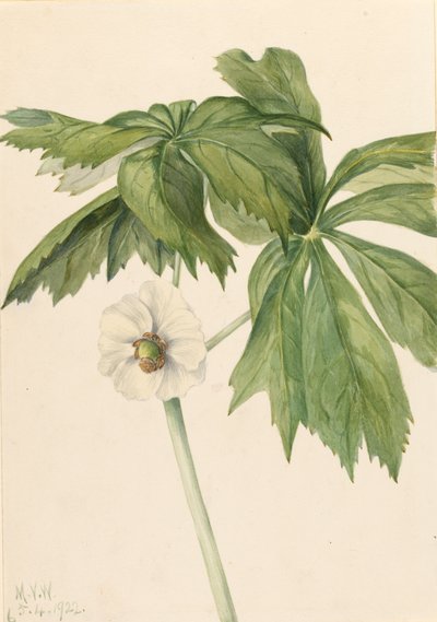 Mayapple Podphyllum paltatum, 1922. 作： Mary Vaux Walcott