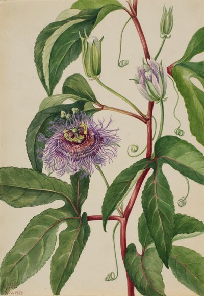 メイポップ Passiflora incarnata, 1926. 作： Mary Vaux Walcott
