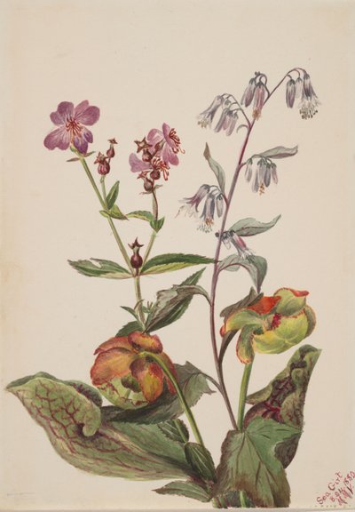 Meadow Beauty Rhexia virginica、Rattlesnake Roat Nabalus albus、Pitcherplant...、1880年。 作： Mary Vaux Walcott