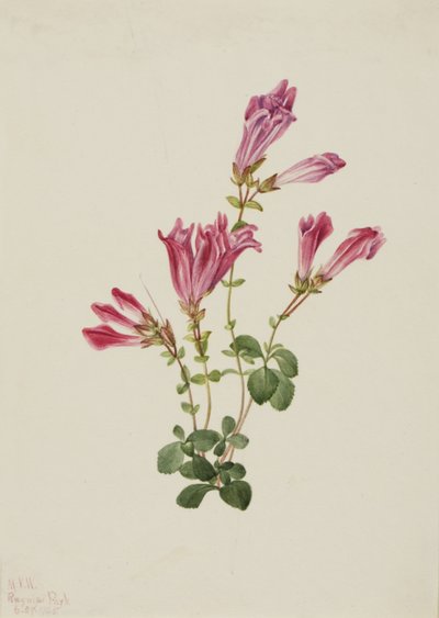 Menzies Pentstemon Pentstemon menziesii, 1925. 作： Mary Vaux Walcott