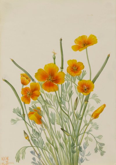 メキシカンポピー Eschscholtzia mexicana、1927年。 作： Mary Vaux Walcott