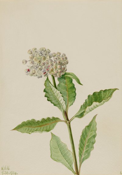 ミルクウィード 作： Mary Vaux Walcott