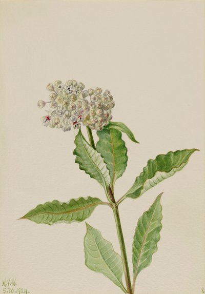ミルクウィード Ascelpias, 1924. 作： Mary Vaux Walcott