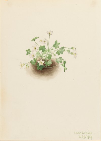 ミストメイデン Romanzoffia sitchensis, 1907. 作： Mary Vaux Walcott