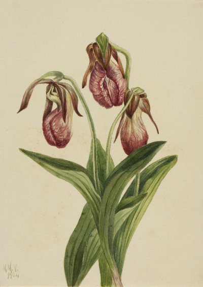 モカシン・フラワー（Cypripedium acaule） 作： Mary Vaux Walcott