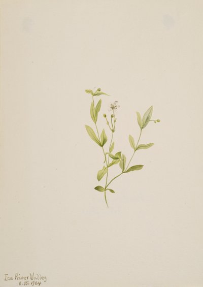 Moehringia laberiflora、1904年。 作： Mary Vaux Walcott