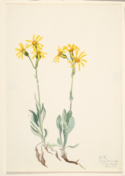 モンタナ・パルナシア Parnassia montanesis, 1920. 作： Mary Vaux Walcott