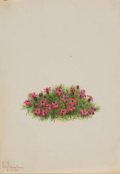 Moss Campion Silene acaulis, 1924. 作： Mary Vaux Walcott