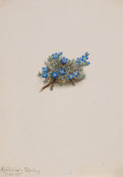 Moss Forget-me-not Eritichum elongatum, 1915. 作： Mary Vaux Walcott