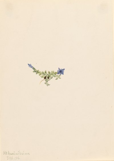苔リンドウ Gentiana prostrata, 1916. 作： Mary Vaux Walcott