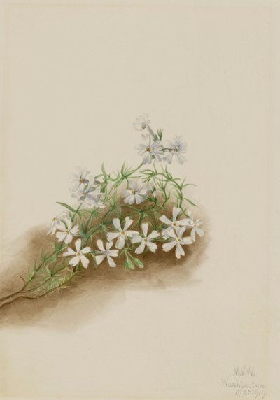 芝桜 Phlox subulate, 1919. 作： Mary Vaux Walcott