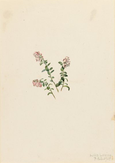 マウンテン・クランベリー (Vaccinium vitisidaea minus) 作： Mary Vaux Walcott