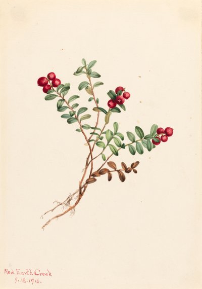 マウンテン クランベリー Vaccinium vitisdaea マイナス、1916 年。 作： Mary Vaux Walcott