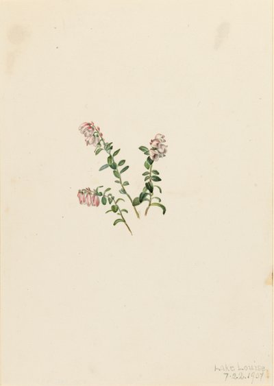 マウンテンクランベリー Vaccinium vitisidaea minus, 1907. 作： Mary Vaux Walcott