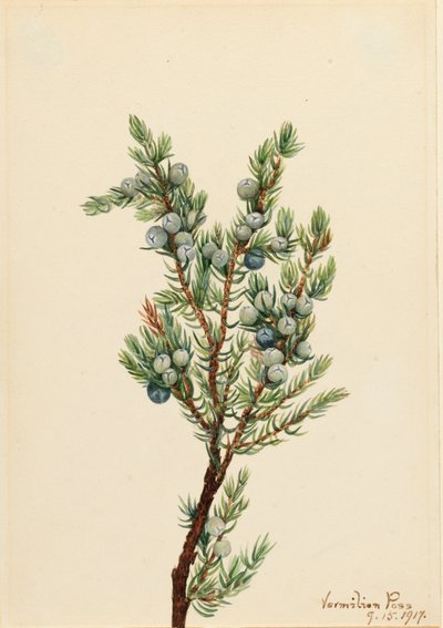 マウンテン ジュニパー Juniperus sibirica、1917 年。 作： Mary Vaux Walcott