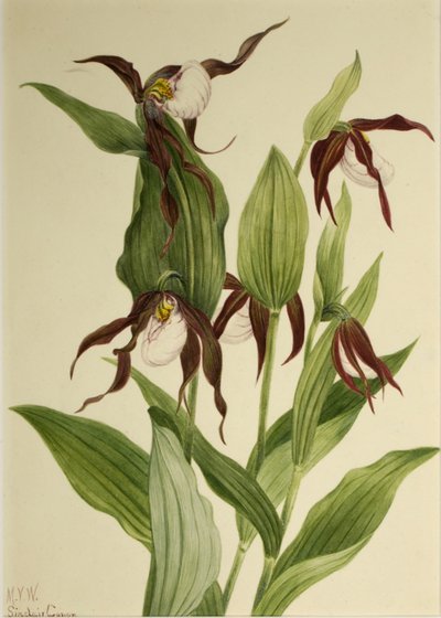 マウンテン・レディーズ・スリッパー (Cypripedium montanum) 作： Mary Vaux Walcott