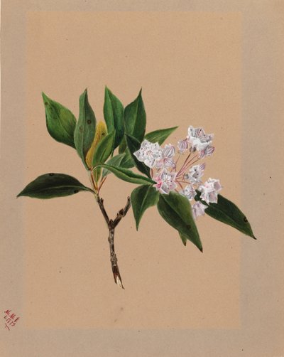 マウンテンローレル Kalmia latifolia, 1879. 作： Mary Vaux Walcott