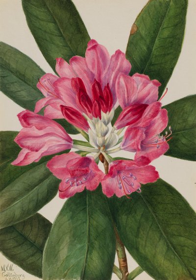 マウンテンローズ・ベイ Rhododendron catawbiense, 1932. 作： Mary Vaux Walcott