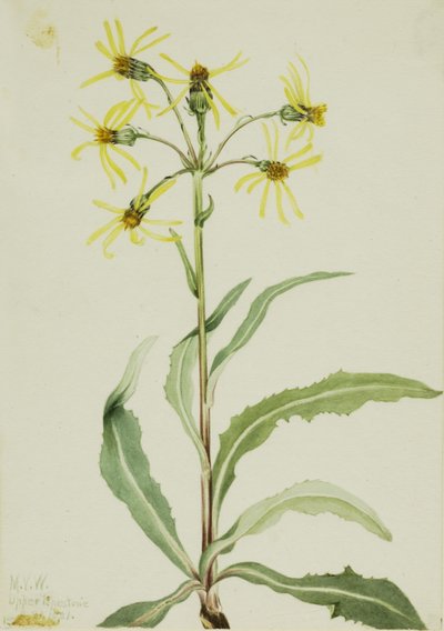 喪草（Senecio lugens） 作： Mary Vaux Walcott