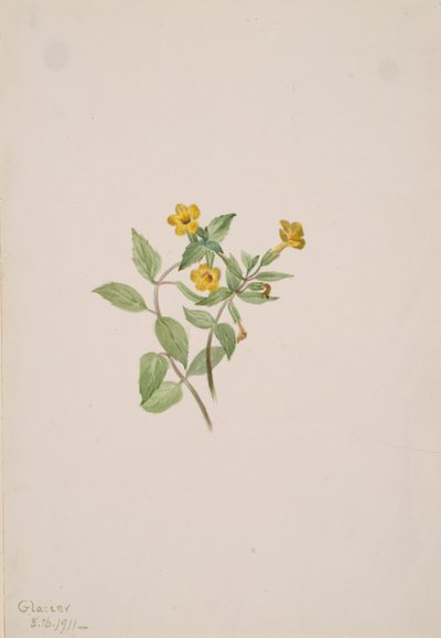 麝香の花 Mimulus moschatus, 1911. 作： Mary Vaux Walcott