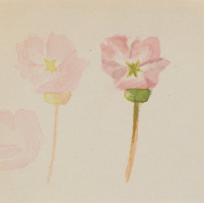 「初めての絵画 作： Mary Vaux Walcott