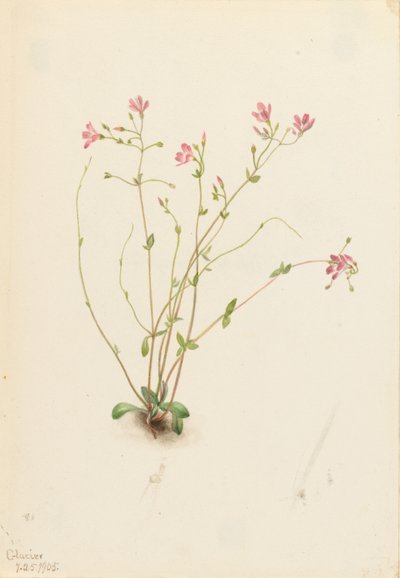 ナイアスプリングビューティー（Claytonia parvifolia） 作： Mary Vaux Walcott
