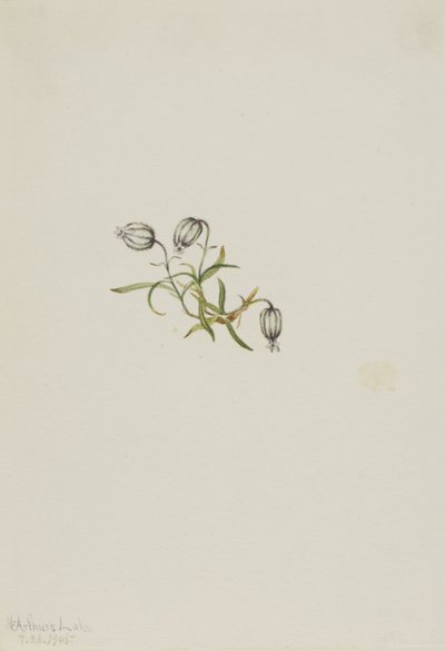 ノディングキャンピオン（Lychnis apetala） 作： Mary Vaux Walcott