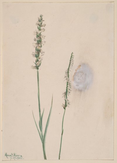 Nodding Ladies-Tresses Ibidium cernum, 1905. 作： Mary Vaux Walcott