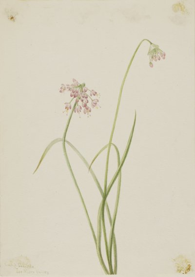 ノディング・オニオン（Allium cernuum） 作： Mary Vaux Walcott