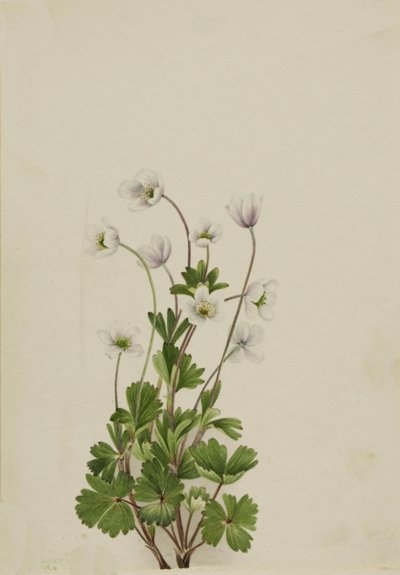 Northern Anemone Anemone parviflora, 1924. 作： Mary Vaux Walcott