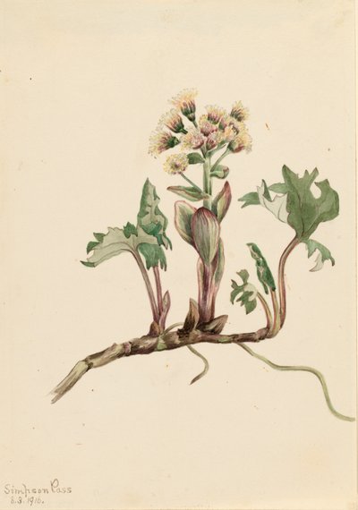 北フキの Petasites hyperboreus、1916 年。 作： Mary Vaux Walcott
